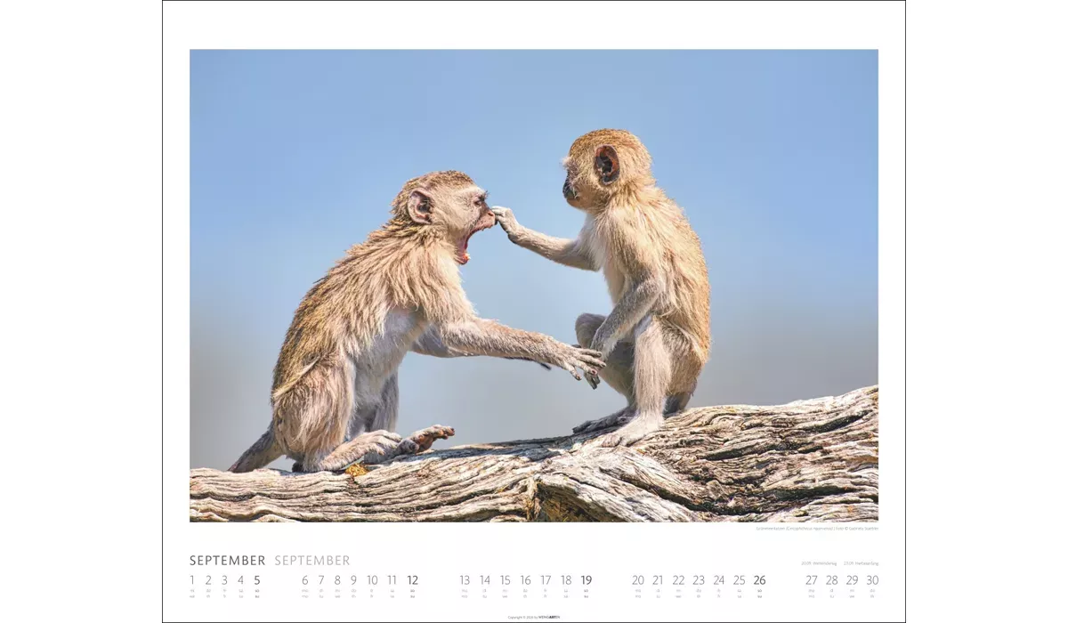 Weingarten African Wildlife Kalender 2027