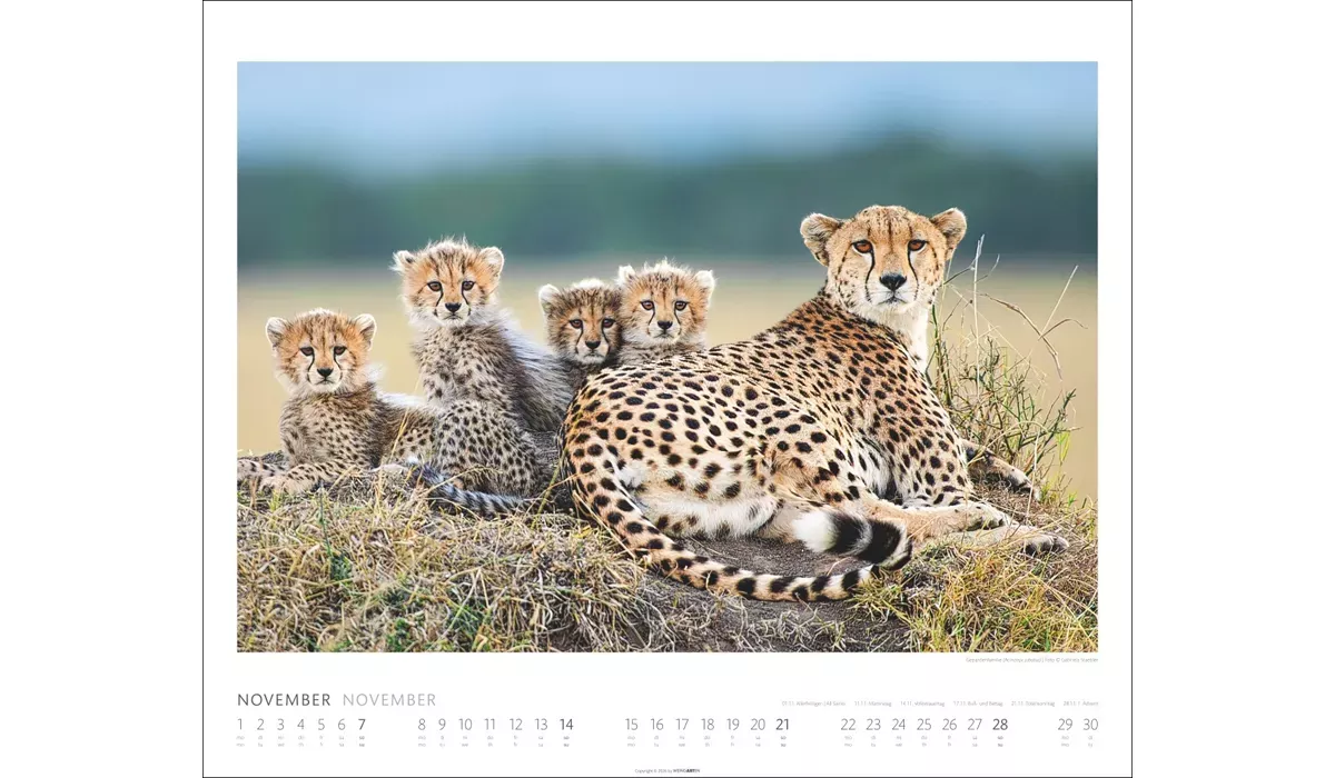 Weingarten African Wildlife Kalender 2027