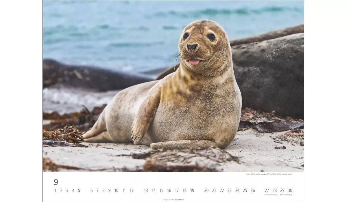 advertising calendar: Local Wildlife 2027