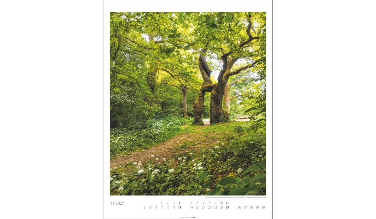 advertising calendar: Native Woodlands 2027