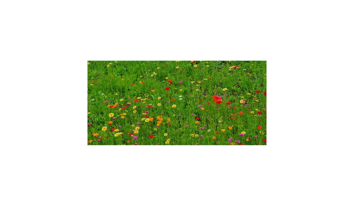 Blühende Zusammenarbeit