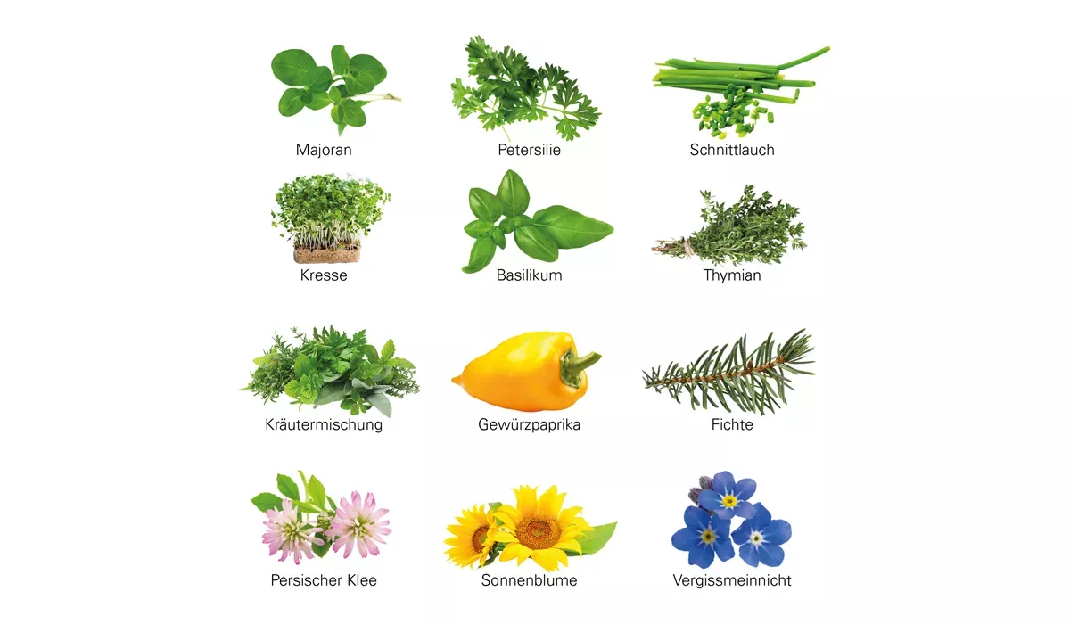 Growing Advent Calendar ECO L