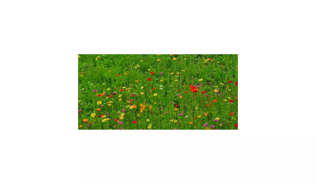 Geschenkartikel/Präsentartikel: Blumenwiese Bee Happy