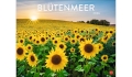 Werbekalender: Blütenmeer Posterkalender 2026