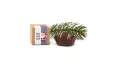 Gift box/Present set: Praline greeting Gift box/Present set: Praline greeting