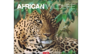 African Wildlife 2024